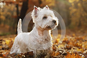 West Highland White Terrier