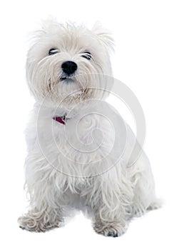 West Highland White Terrier