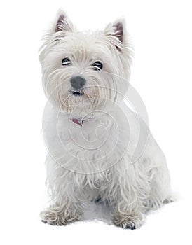 West Highland White Terrier