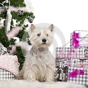 West Highland White Terrier, 2 years old