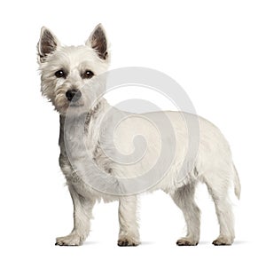 West Highland White Terrier, 2 years old