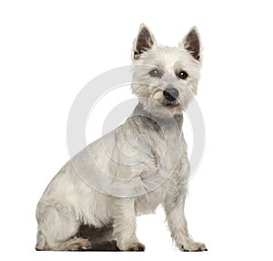 West Highland White Terrier, 2 years old