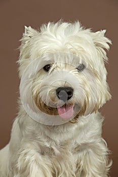 West Highland White terrier, 3 years old