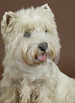 West Highland White terrier, 3 years old