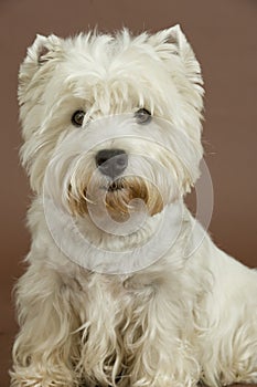 West Highland White terrier, 3 years old