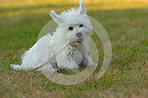 West highland white terrier