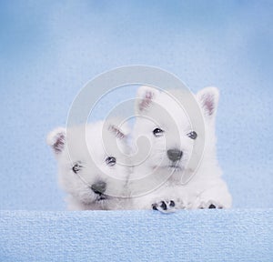 West Highland White Terrier