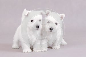 West Highland White Terrier