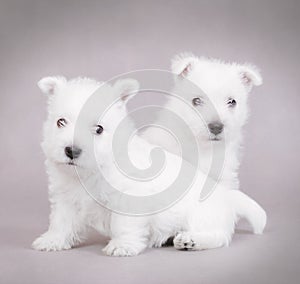West Highland White Terrier