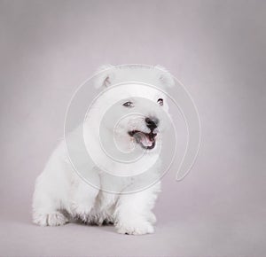 West Highland White Terrier