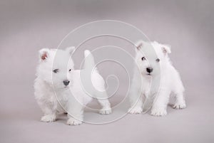West Highland White Terrier