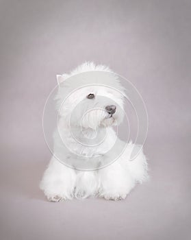 West Highland White Terrier