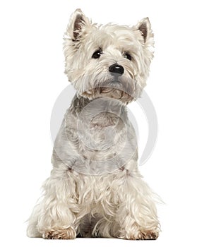 West Highland White Terrier, 5 years old
