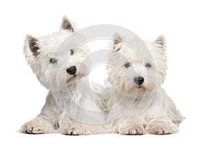 West Highland White Terrier photo