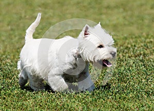 West highland white terrier