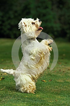 West Highland White Terrier, Adult playing, Standing on Hind Legs