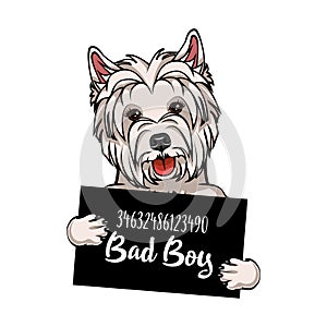 West Highland White Terrier Bad boy. Dog prison. Police mugshot background. West Highland White Terrier criminal. Vector.