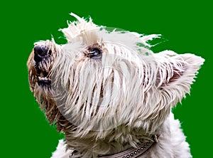 The West Highland White Terrier is a breed of dog known for its great exuberance, despite its small size.
