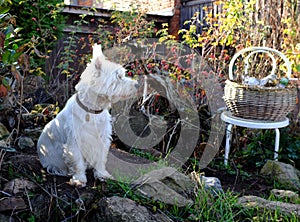 Západ vysočina biely teriér pes v záhrade pokles sezóna 