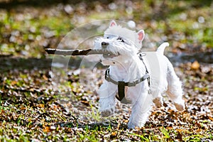 West Highland White Terrier dog with big stick