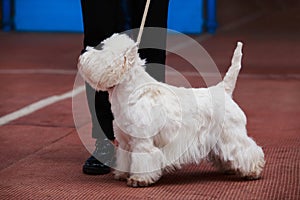 West Highland White Terrier