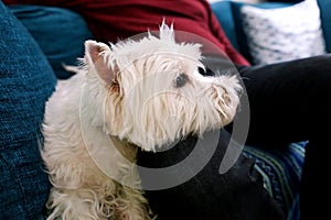 West Highland White Terrier dog enjoys company of his owner sitting on couch together and petting lovely dogs.