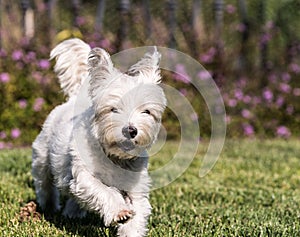 West Highland White Terrier dog Running on Green Grass