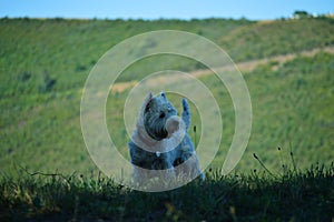 West Highland White Terrier Dog Playing In The Meadows Of The Mountains Of Galicia. Travel Animals Nature.