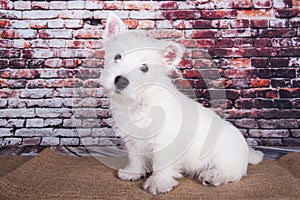 West Highland White Terrier dog puppy on brick wall background