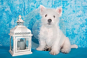 West Highland White Terrier dog puppy with lantern candlestick on blue background