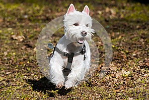 West Highland White Terrier dog is running