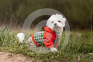 west highland white terrier dog sitting in clothers photo