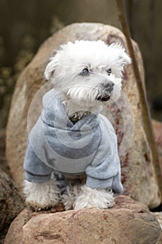 west highland white terrier dog sitting on a stone in clothers photo