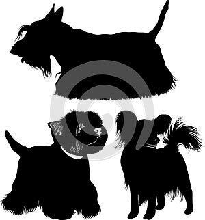 West Highland White Terrier. Dogs. papillon dog. Scotch Terrier.