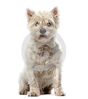 West Highland White Terrier in front of a white b