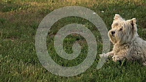 West highland white terrier on the green grass in the garden outside. Furry pure breed terrier dog on the lawn in the back yard