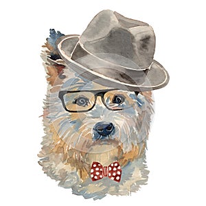 The West Highland White Terrier in hat