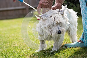 West Highland white terrier having a wash