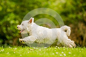 West Highland White Terrier jumping over grass with daisies.