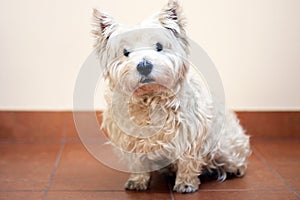 West highland white terrier looking at the camer.