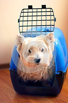 West highland white terrier looking at the camer.