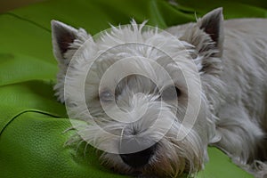 West Highland White Terrier Lying On His Bed. Westy. Nature, Dog, Pet, Portrait.