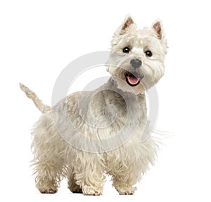 West Highland White Terrier panting, looking happy, 18 months