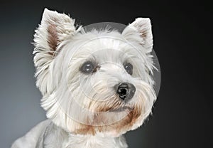West Highland White Terrier portrait in a dark studio