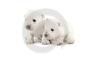 West Highland White Terrier puppies