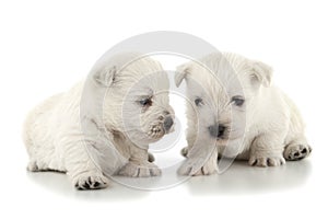 West Highland White Terrier puppies