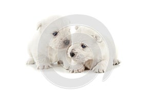 West Highland White Terrier puppies