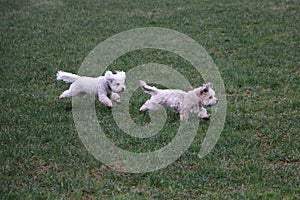 West Highland White Terrier puppies running on green grass