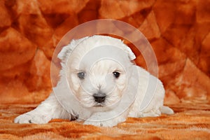 West highland white terrier puppy portrait