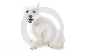 West Highland White terrier puppy on a white background